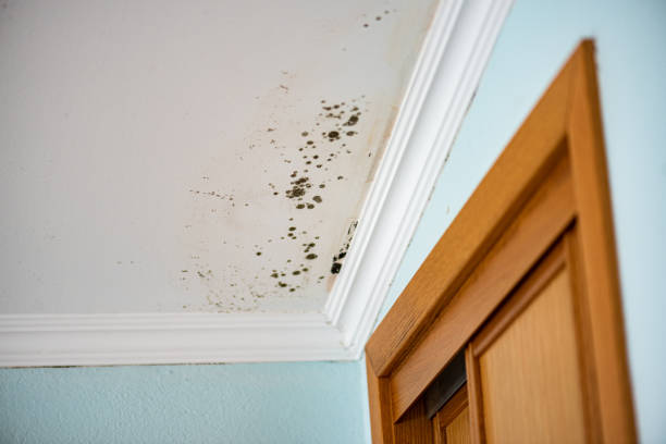 Best Attic Mold Removal  in Ashland, VA