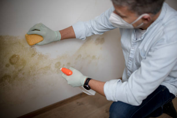 Best Certified Mold Removal  in Ashland, VA