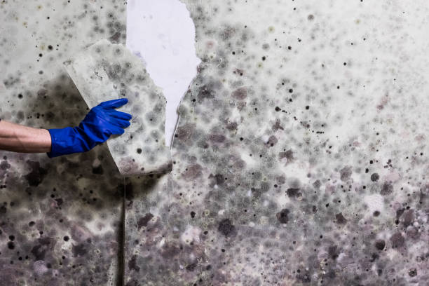 Best Local Mold Removal Service  in Ashland, VA
