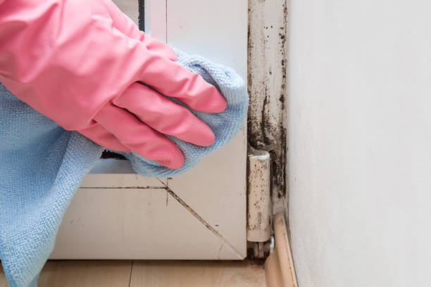 Attic Mold Removal in Ashland, VA
